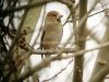 Hawfinch at Hockley Woods (Steve Arlow) (62037 bytes)